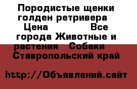 Породистые щенки голден ретривера › Цена ­ 25 000 - Все города Животные и растения » Собаки   . Ставропольский край